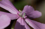 Sticky catchfly